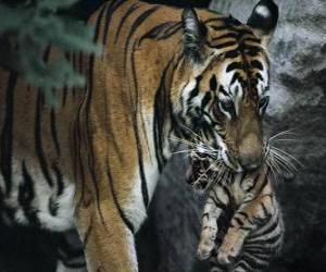 yapboz Tigre bebeği taşıma